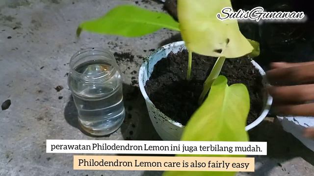Cara Menanam Philodendron Lemon Hasil Propagasi Media Air|Planting Philo Lemon|Silent Vlog Indonesi смотреть онлайн