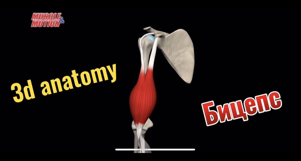 3d anatomy. Двуглавая мышца плеча (бицепс) смотреть онлайн
