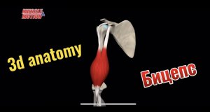 3d anatomy. Двуглавая мышца плеча (бицепс)