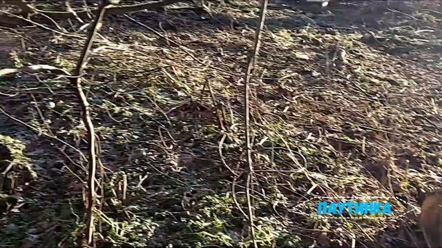 ШОК! БУДЬТЕ ОСТОРОЖНЫ ВОЗЛЕ СУХОГО ДЕРЕВА..??? смотреть онлайн
