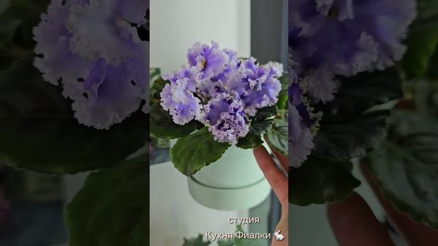 Студия "Кухня Фиалки". Конец февраля. смотреть онлайн