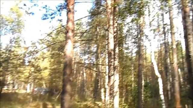 Выживание в осеннем лесу (и кое-что ещё...) смотреть онлайн