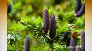 География 8 класс И. И. Баринова $51 Природные уникумы Дальнего Востока