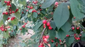 #черешня #сад  Черешня гниёт на ветках от дождей