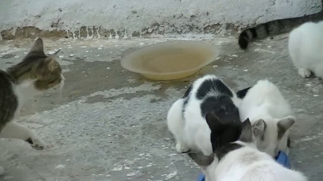 Feral cat attacks kitten смотреть онлайн