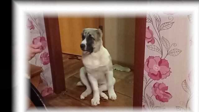 среднеазиатская овчарка алабай 3 месяца кормление смотреть онлайн