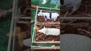 Поделка Моя Родина Дагестан