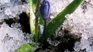 ПРОСТО кончилась ЗИМА.....(А.Свиридова)