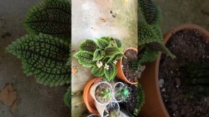 Новый житель моих цветов «Pilea Moon Valley”