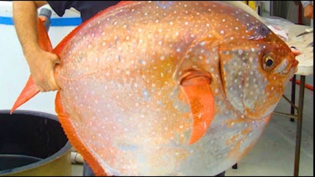 Opah Fish: The Only Truth Warm-Blooded Fish In The Ocean | Flaps Fins To Generate Heat смотреть онлайн