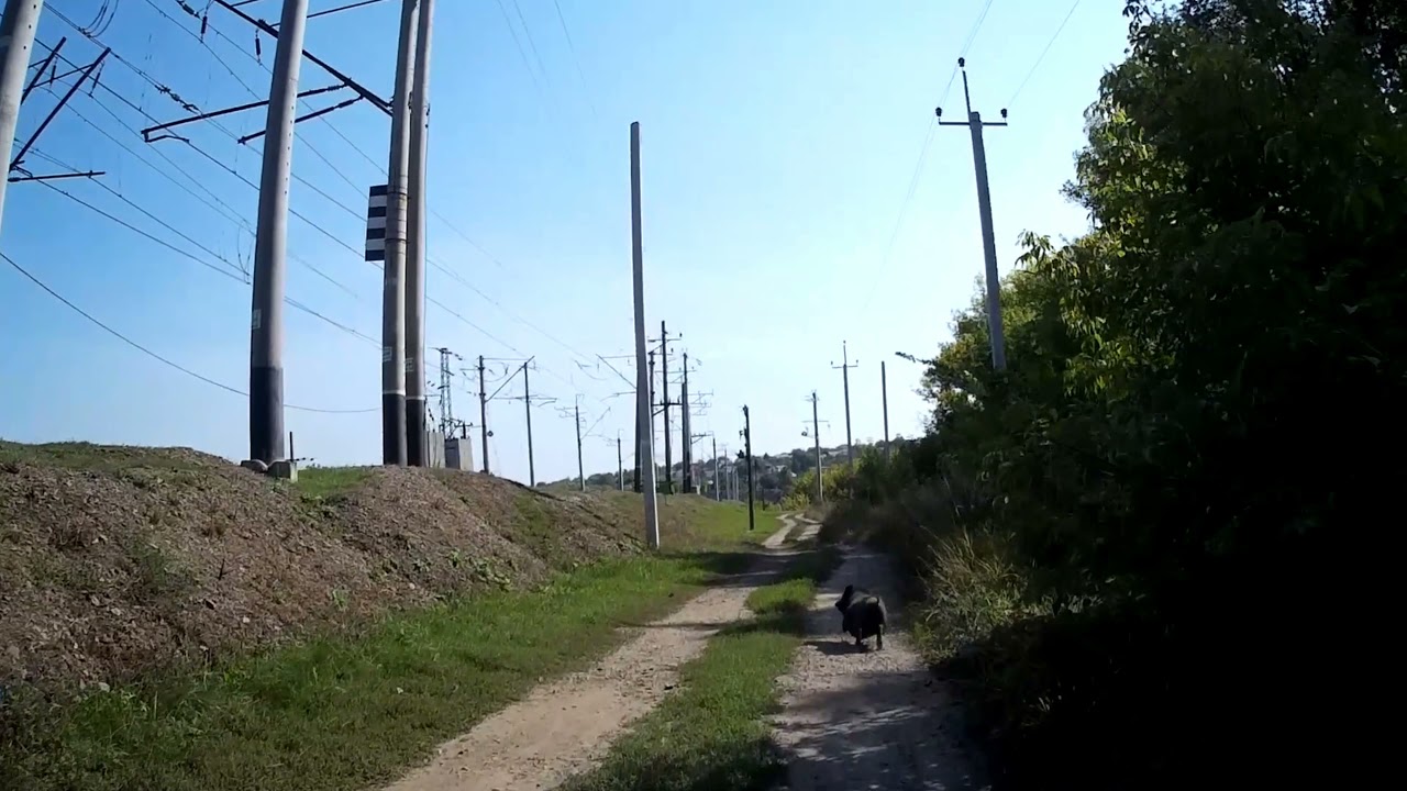 Встретил Пумбу возле леса ?? смотреть онлайн