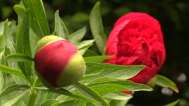 Paeonia (Peony) 'Lovely Rose' смотреть онлайн