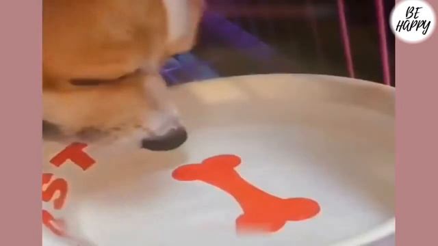 Хозяин ну не ругайся пожалуйста😀🐱 Очень смешные животные смотреть онлайн