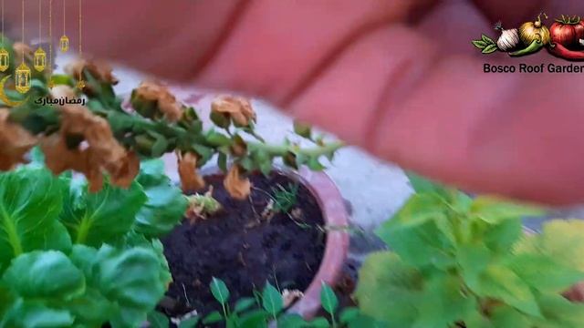 How To Collect Digitalis (Foxglove) Seeds | Saving Seeds Of Digitalis (Foxglove) смотреть онлайн