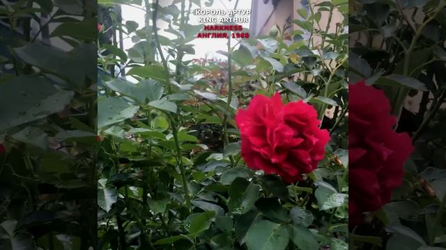 Роза Король Артур в моем саду 3.08.21. Harkness, UK, 1998. King Arthur Rose in my garden. #Shorts, смотреть онлайн