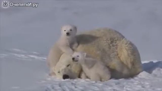 Белая медведица с медвежатами смотреть онлайн