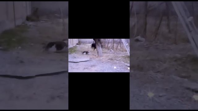 Драка за АВТОРИТЕТ!/Битва между *Кошкой?* и *Собакой?*! Кто сильнее? смотреть онлайн