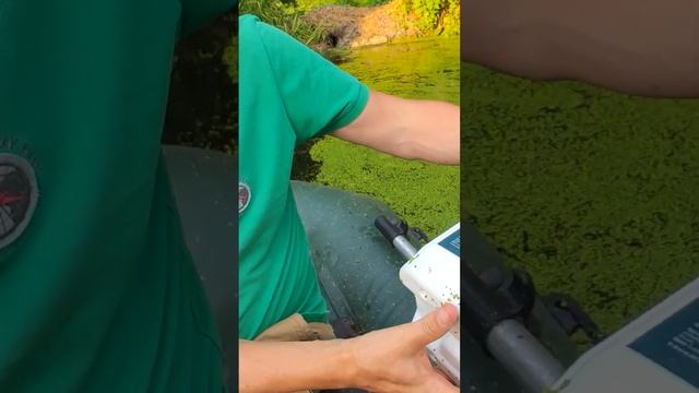 Почему нельзя запускать УТОК в пруд. Последствия разведения уток #shorts смотреть онлайн