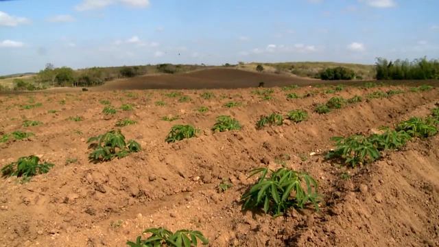 REP LA YUCA COMO ALIMENTO ANIMAL BUENOS DÍAS смотреть онлайн