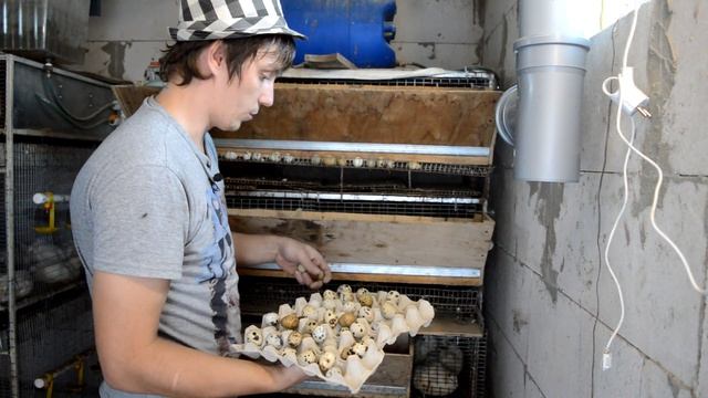 Причины продажи Кур породы АМЕРАУКАНА. ПТИЦЕВОДСТВО НА ДАЧЕ смотреть онлайн