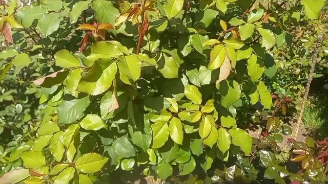 Строительный Детектив