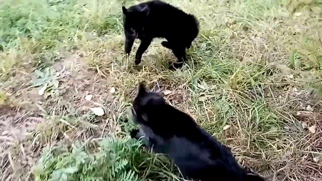 Кошки дерутся смотреть онлайн