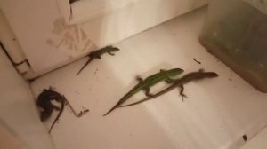 Моя ящерица отложила яйца.??