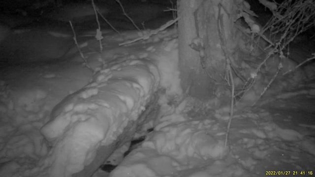 Ночной промысел американской норки запечатлела таганайская фотоловушка смотреть онлайн