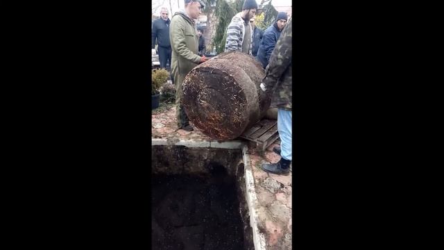 Высадка кедра на участке смотреть онлайн