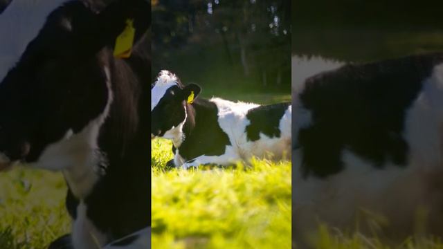 birds sounds смотреть онлайн