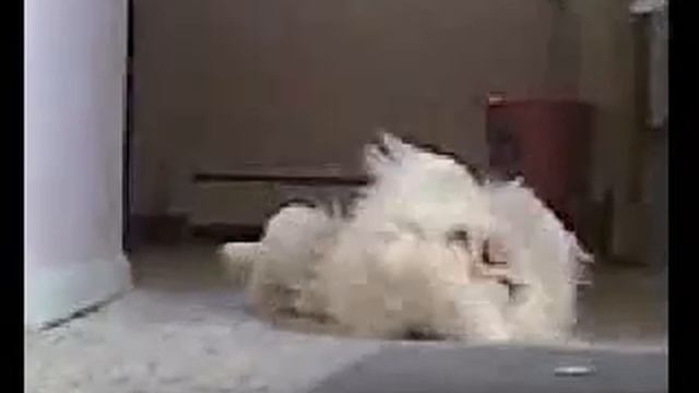 Yao Ling, our albino pekingese смотреть онлайн