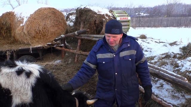Деревенский зоопарк для детей загон для тёлок трактор оттаял смотреть онлайн
