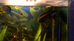 Змееголов карликовый