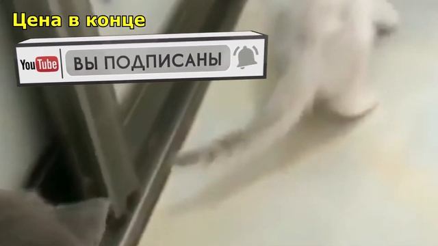 Безумные вещи для кошек с Алиэкспресс 2021 | Корм для кошек смотреть онлайн