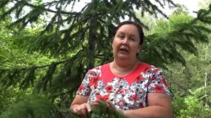 ПИХТА СИБИРСКАЯ польза!!!