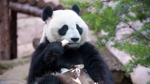 КАК СЛЕПИТЬ ПАНДУ из пластилина?/ ПУШИСТАЯ ПАНДА СВОИМИ РУКАМИ? смотреть онлайн