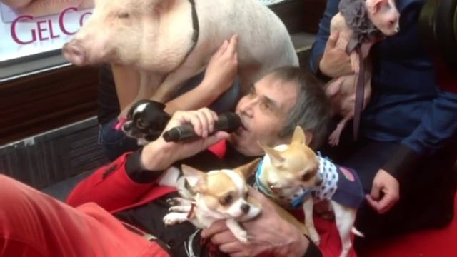 алибасов.И свинья - семья.Alibasov And Pig - Family.Юмор.Humor.Животные.Animals.