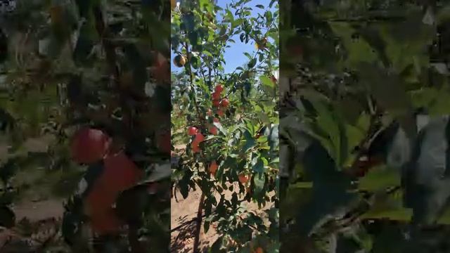 Интенсивный сад,сорт Гала Брукфильд. смотреть онлайн