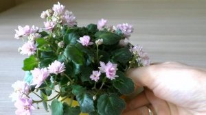 МОИ ФИАЛКИ ТРЕЙЛЕРЫ | Цветение фиалок с названиями сорта