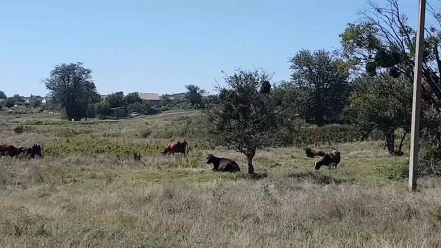 Село в горах в 30 мин. езды от моря и города Судак. Недвижимость можно купить за 1 млн. руб. смотреть онлайн