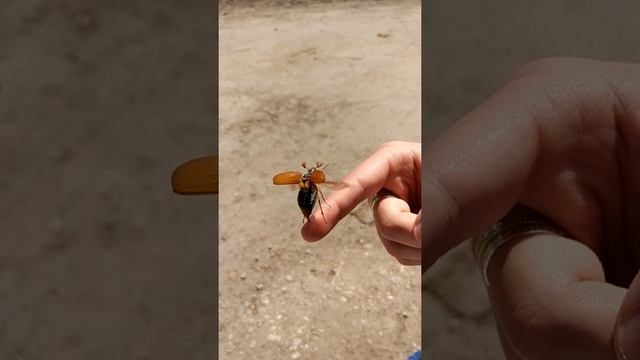 Майский жук взлетает, замедленная съёмка смотреть онлайн