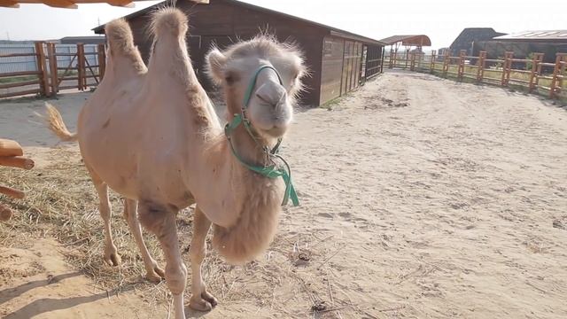 Доисторические Создания, Которые Живут и Сегодня