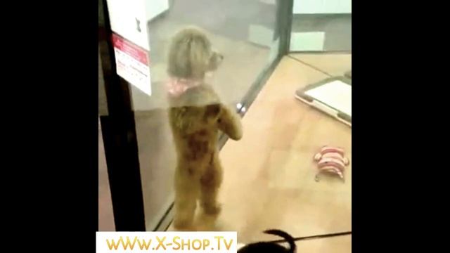 Dog Dance: Lambada... Hund Tanzt Lambada...  Собака танцует Ламбаду...