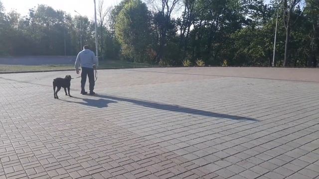 Дрессировка собак самостоятельно. Урок 1. команда рядом, команда сидеть. смотреть онлайн