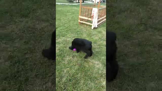 Знакомство с миром. Роман-Кош Хеймдаль на выгуле 2мес. Воронеж. сын Цирцеи и Зигзага