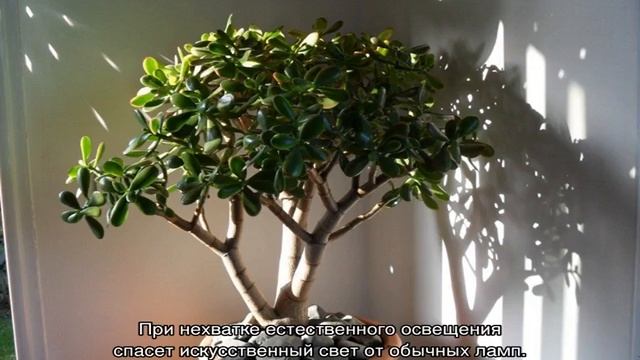 Как цветет денежное дерево — что нужно делать для этого смотреть онлайн