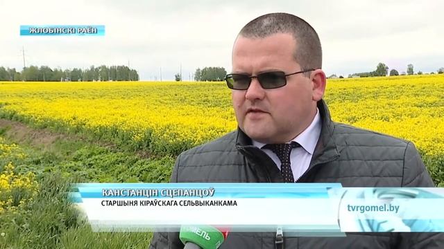 Борщевик Сосновского