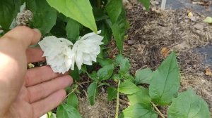 Чубушник Жемчуг