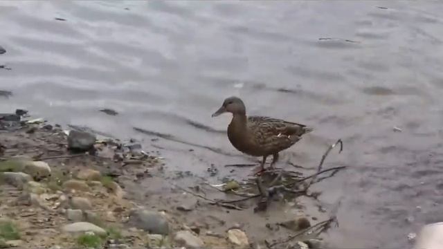 Stadtpark Hamburg Городской парк в Гамбурге смотреть онлайн