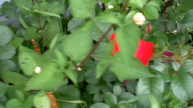 FAMILY FARMER OUR ROSE BUSH ? смотреть онлайн